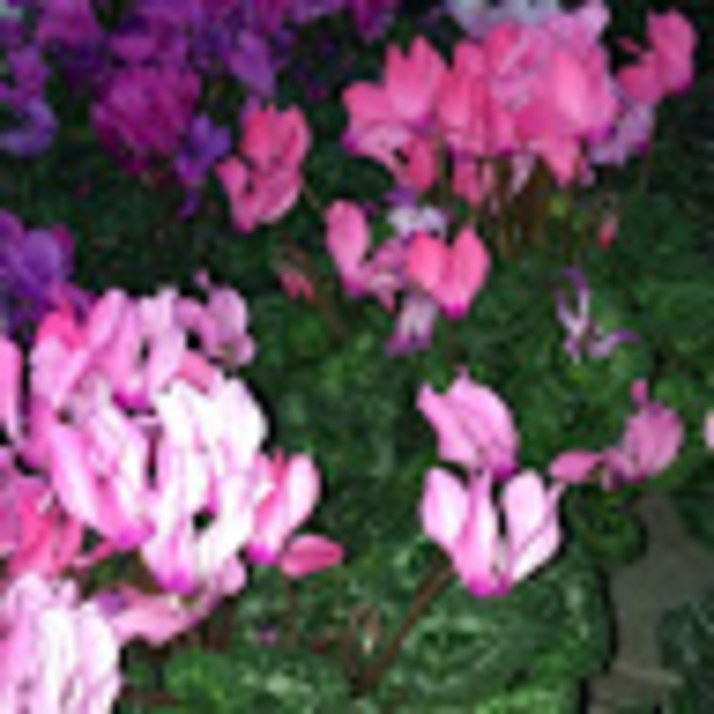 Meet your Posher, Isabel